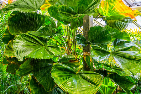 手掌扇子物种风棕榈植物有雨热带竹叶外来花园背景图片