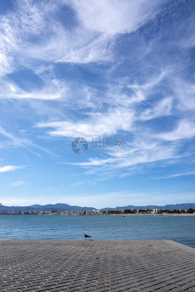 复制户外马略卡岛索洛海鸥站在一个码头上有海洋和帕尔马市线的Solo海鸥站在码头后面图片