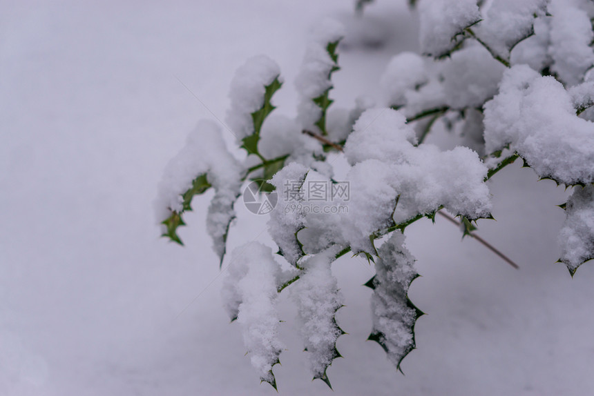 寒冷的霜关闭一些被厚的白雪层覆盖普通冬季背景荷利树叶冷若冰霜图片