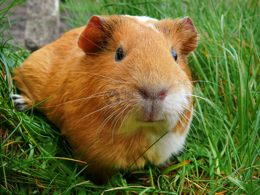 喜悦晶须绿草背景上的阿比西尼亚橙色豚鼠特写镜头的美丽肖像绿草背景上的橙色豚鼠肖像乐趣图片