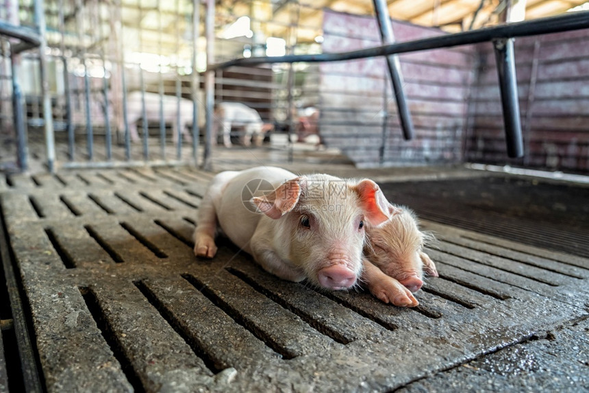 猪养殖场动物和猪业新生食物农村总的图片