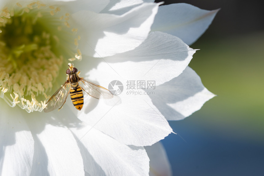 在阳光明日盛开的仙人掌埃切诺普西斯美丽的白花其自然背景是西菲达Syrphidae其美丽的白花是谢克特斯埃切诺普西CactusEc图片