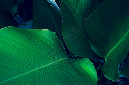 森林葫芦科生态深色热带花朵上彩的热带叶花其颜色为深热带树叶背景图片