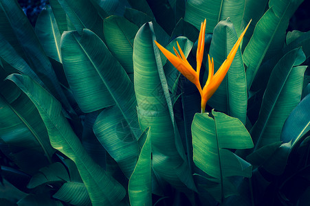 丛林蓝色的开花深热带朵上彩的热带叶花其颜色为深热带树叶背景图片