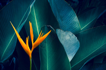 绿色漂彩温泉深色热带花朵上彩的热带叶花其颜色为深热带树叶细节季设计图片