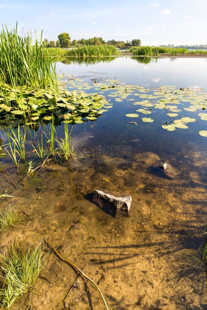 黄体夏末愉快的一天结束靠近Dnieper河Nupharlutea水百合和TyphaLatifolelia在透明的水树底阔叶好的图片