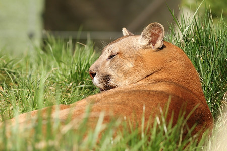 动物园美洲狮的丽豹肖像狮子捕食者山图片