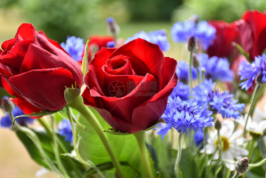 浪漫自然红玫瑰在夏花束中紧贴新鲜的图片