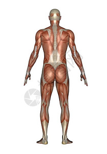 男人后背运动肌肉发达裸在白色背景中被孤立的人类现实后背肌肉人3D转化插画