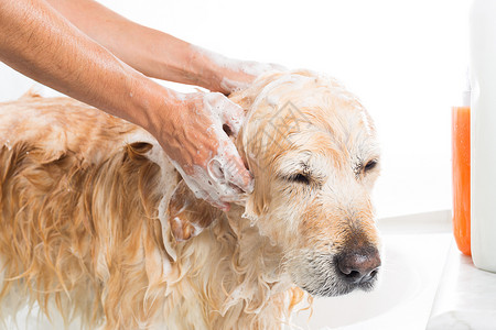手湿女国内的寻回犬一只用肥皂和水洗澡的狗背景