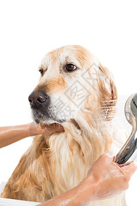 沐浴手一只用肥皂和水洗澡的狗美丽图片