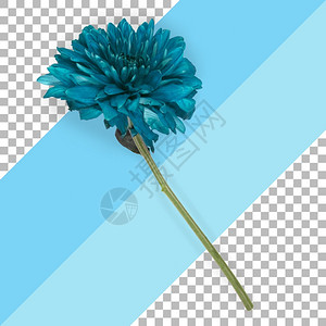 叶子新鲜的顶端视图孤立蓝色花朵边界图片