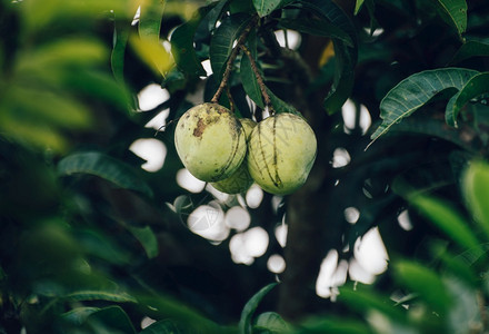 生长的鲜芒果配对挂在一棵树上紧贴着照片亚洲图片