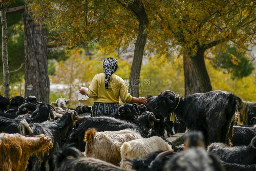 可爱的孩子场地在土耳其喂羊的农民妇女在土耳其图片