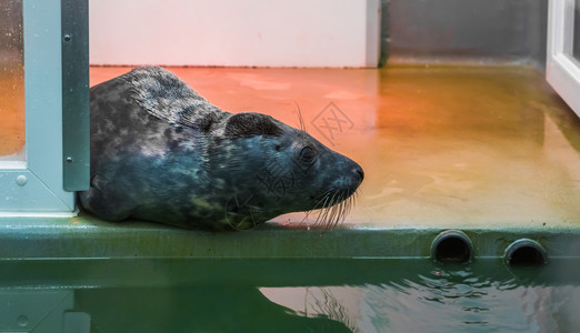 灰色的动物园坐在水面的海豹和环视四周动物收容所保健坐着图片