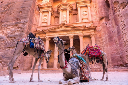 正面历史在约旦古城AlKhazneh的Petra财政部面前的骆驼图片