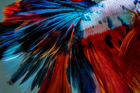 水下斗鱼的尾巴背景图片