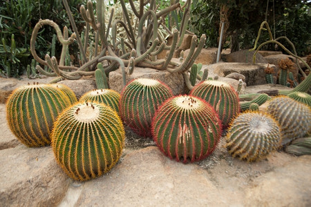 户外各种物被植在花园中以装饰生长沙漠图片