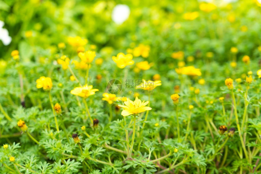 花的园中黄菊夏季和新鲜时间植物学花瓣图片