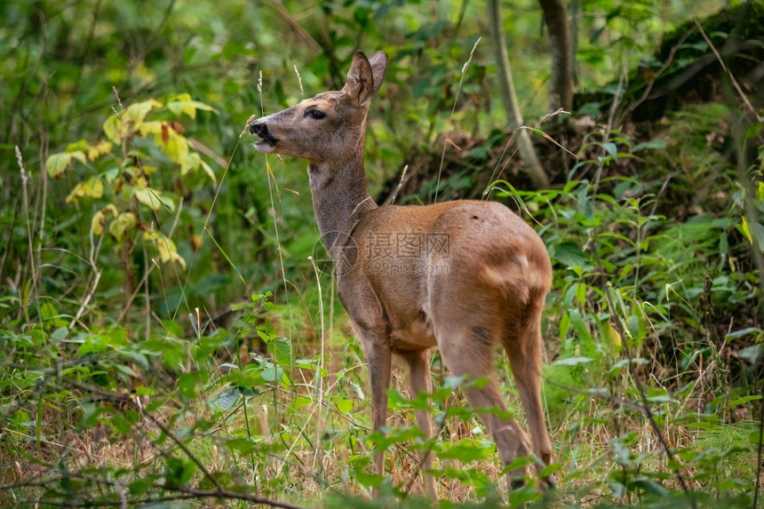野生动物伪装森林中的鹿卡普雷奥勒斯角驯鹿图片