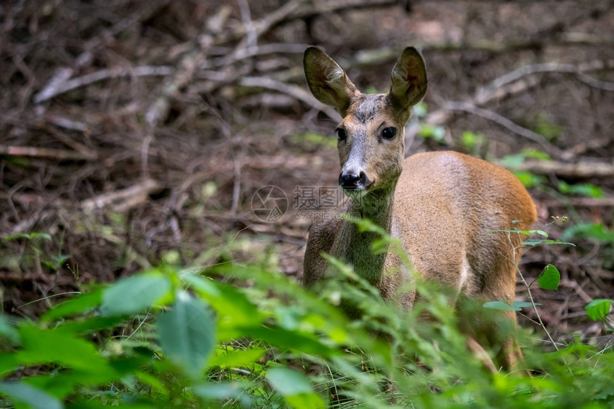 森林中的鹿卡普雷奥勒斯角驯鹿欧洲的户外卷柏图片