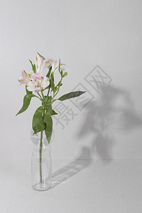绿色牡丹开花瓶桌3优质的图片