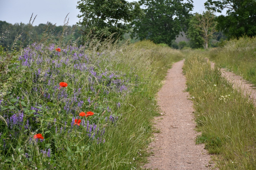 乡村路边的红花和蓝夏草野图片