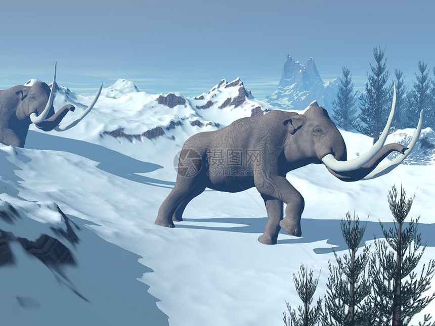绿色两只大长毛象在雪山缓慢行走牙齿史前图片