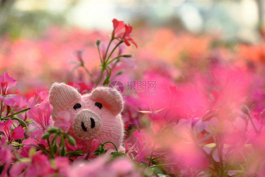 令人惊异的精彩场景手工制作的粉色小猪藏在樱花园里彩色背景模糊的春季花朵中针织脸耳图片