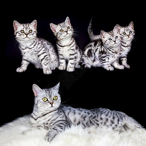 可爱的母猫有巢黑银小猫被隔离在黑色背景的小猫肖像哺乳动物图片