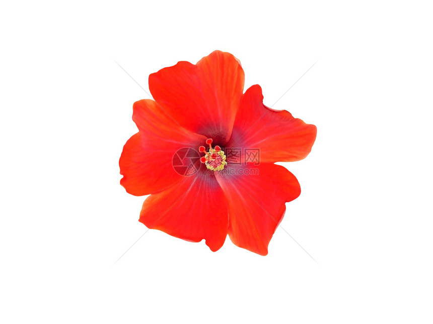 新鲜的一朵红花孤立在白底非洲菊热带图片