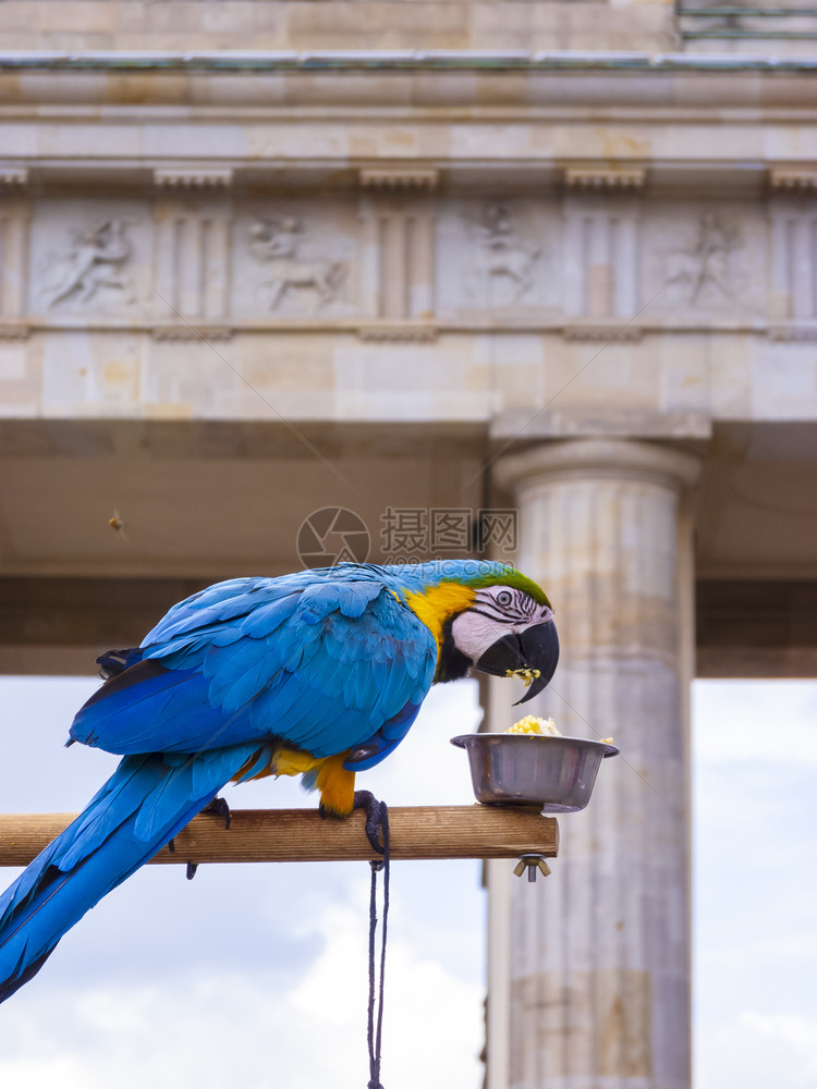 柏林勃兰登堡门前的鹦鹉柏林勃兰登堡门前的鹦鹉复古著名纪念碑图片
