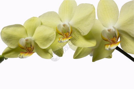 芽热带优雅在白背景特写上孤立的白背景特写上兰花和长毛小叶质图片
