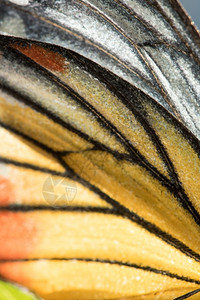 重点丰富多彩的橙壳蝴蝶翼是黄色和白的宏观翅膀高清图片