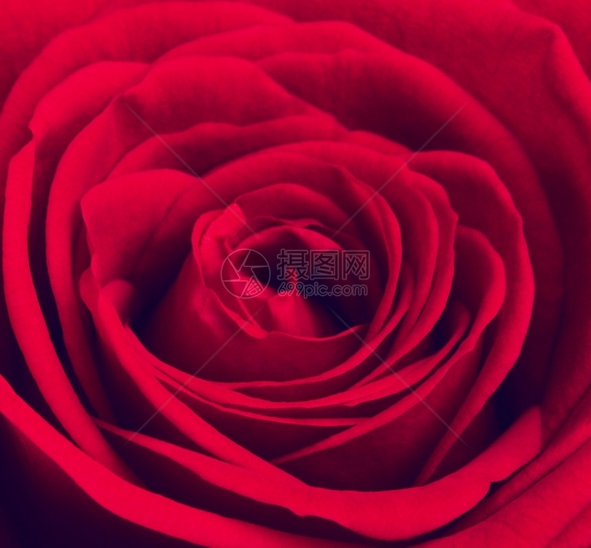 花瓣浪漫天深红玫瑰花缝合背景宏拍摄图片