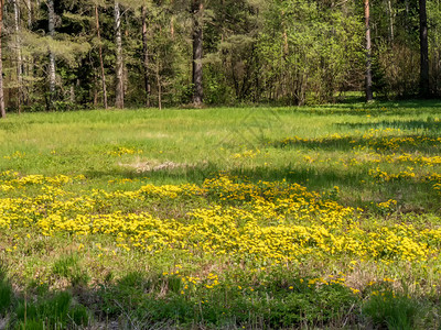 植物群天空自然有黄色蒲公英的森林空地黄色蒲公英在草地上开花图片