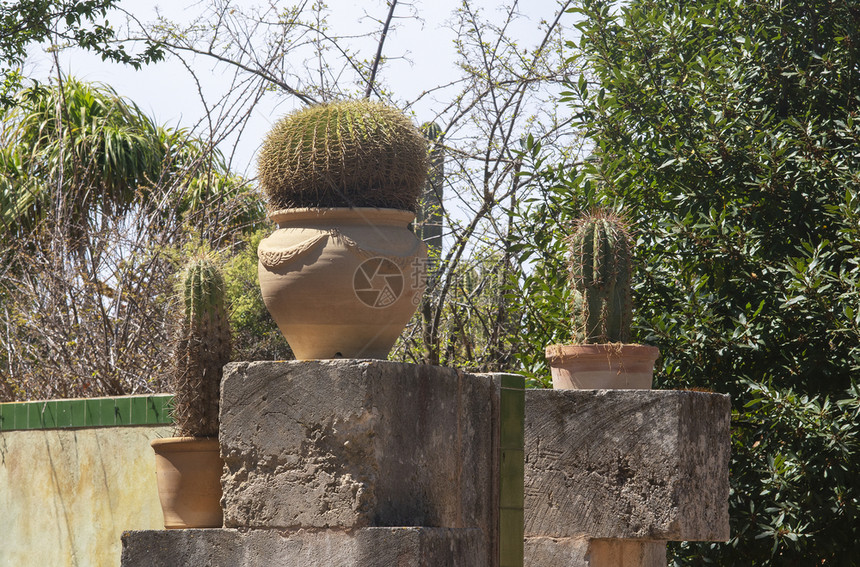 户外花盆装饰在着地中海式terracotta锅的Cactus工厂中的Cactus工厂白色的图片