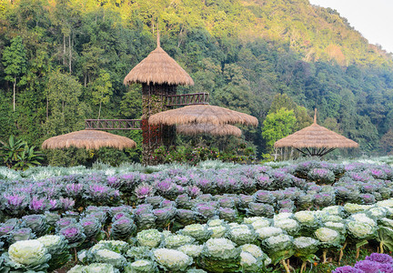 山美丽的紫色和白装饰卷心菜及开花的甘蓝园风景稻草麦图片