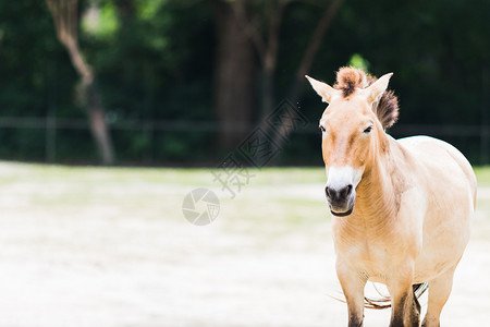 荒野一种牧场马EquusferusPrzewalskii在野外图片