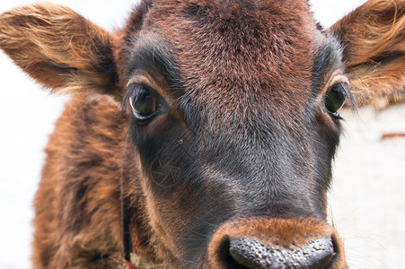 家畜养殖场动物的肖像可爱小海牛近身笑脸牧场食物小牛图片