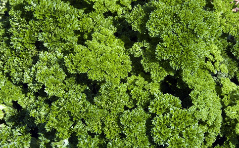 健康作为菜单成分的绿色环礁支叶子图片