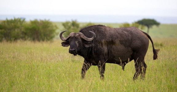 危险的常设一头大水牛站在草原的小路上一头大水牛站在草原的小路上自然图片