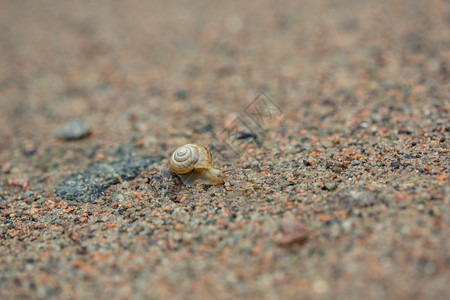 可爱的蜗牛阿查蒂娜高清图片