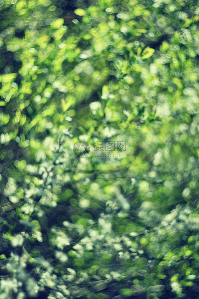 白色的绿自然布基h抽象背景照片旧镜头花园叶子图片