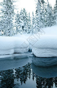 户外雪堆北冬季风景冬季雪林中的非冻溪流图片