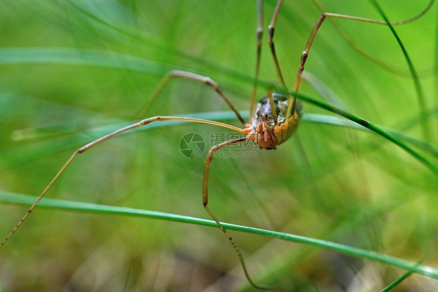 草地上蜘蛛的美丽宏观镜头绿色早晨蛛形纲动物图片