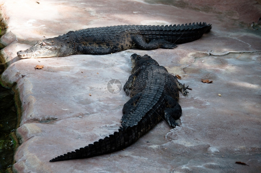咬鳄鱼在公园的水泥地上晒太阳睡眠躺着图片