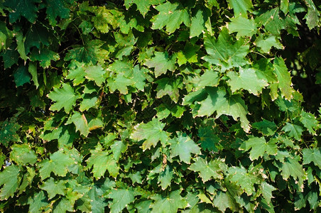 棕色的树叶九月秋季背景绿叶有选择重点图片