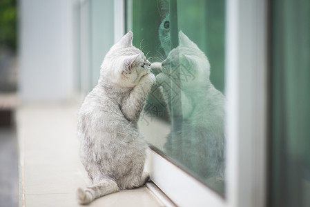 窗边玩耍的猫咪图片