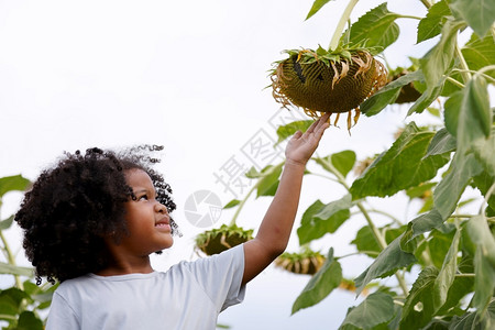 自然肖像非裔美籍洲小卷发女孩对向日葵田新鲜种子感兴趣孩们图片